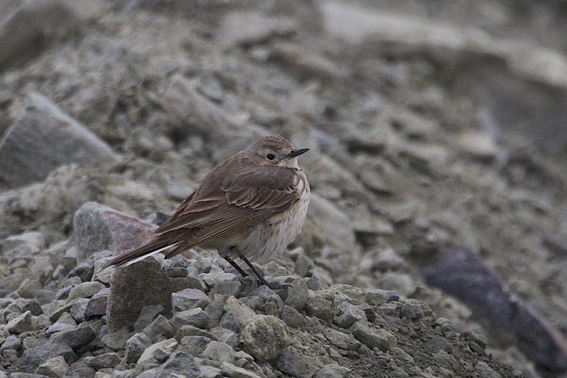 Bisbita Norteamericano - ML647212823