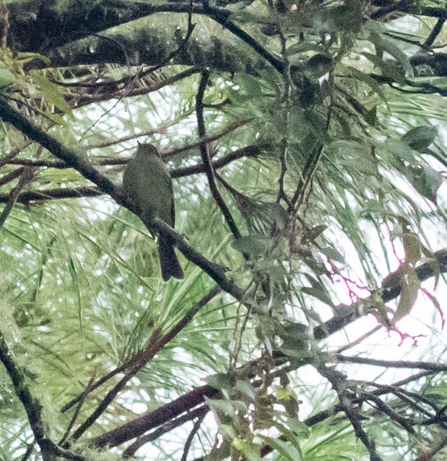 Yellowish Flycatcher - ML647212828
