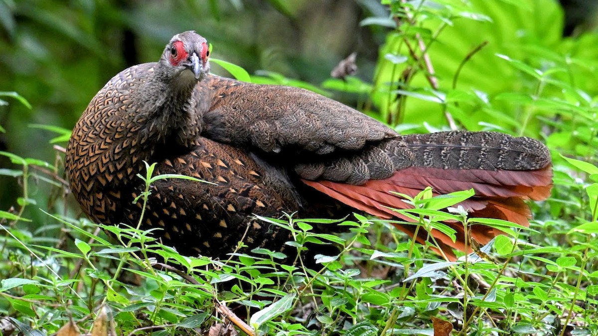 Swinhoe's Pheasant - ML647212830