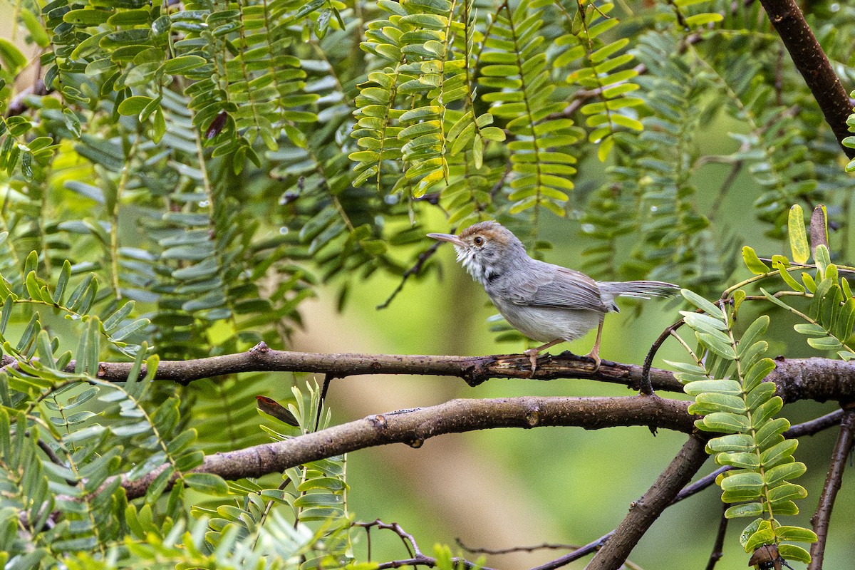 Cambodian Tailorbird - ML647212837