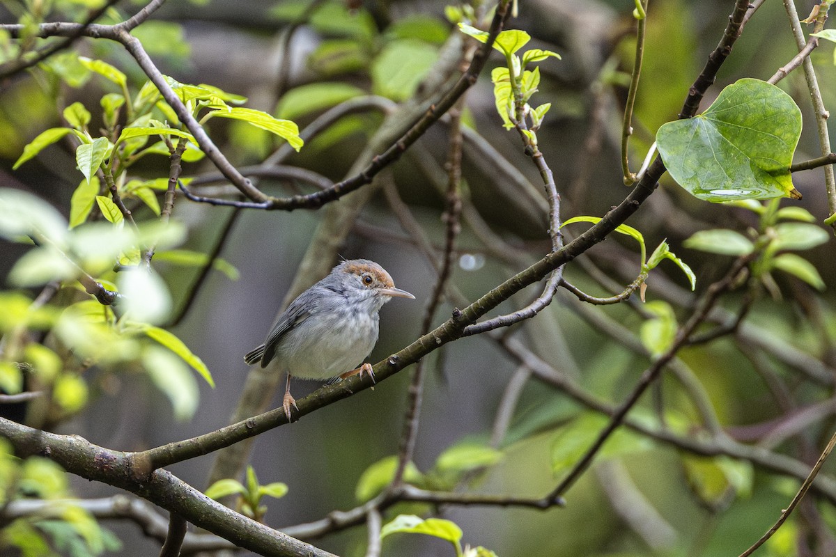 Cambodian Tailorbird - ML647212838