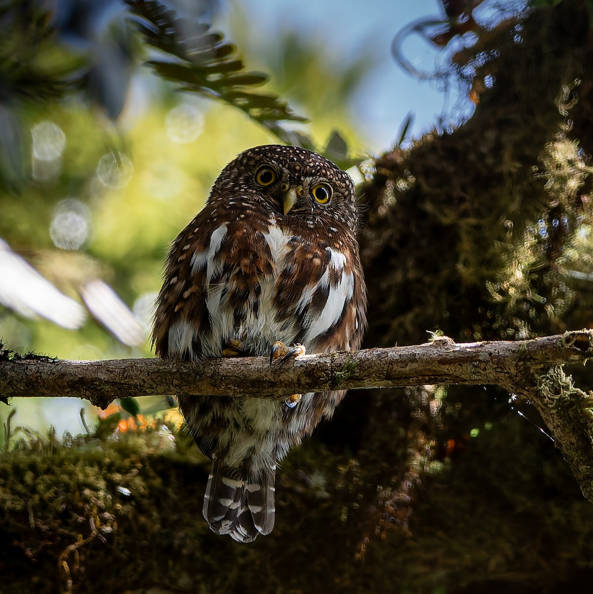 Costa Rican Pygmy-Owl - ML647212839