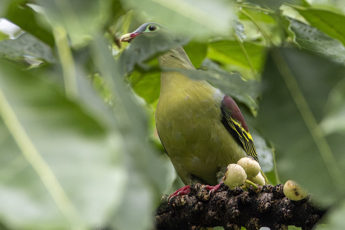 holub indomalajský - ML647212843