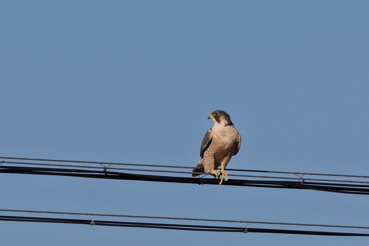Peregrine Falcon - ML647212851
