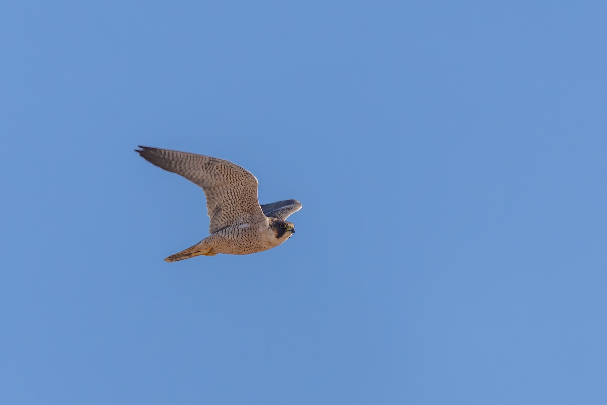 Peregrine Falcon - ML647212852