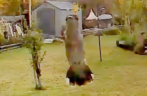 Colibrí Gorjinegro - ML647212862