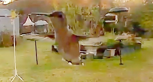 Colibrí Gorjinegro - ML647212863