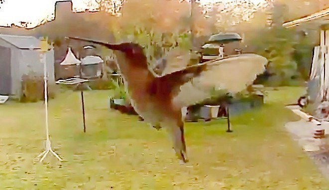 Colibrí Gorjinegro - ML647212864