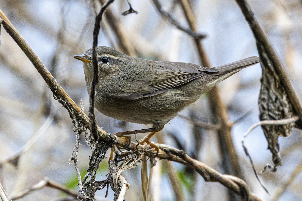 Dusky Warbler - ML647212872