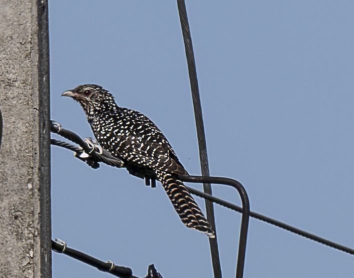 Asienkoel - ML647212873