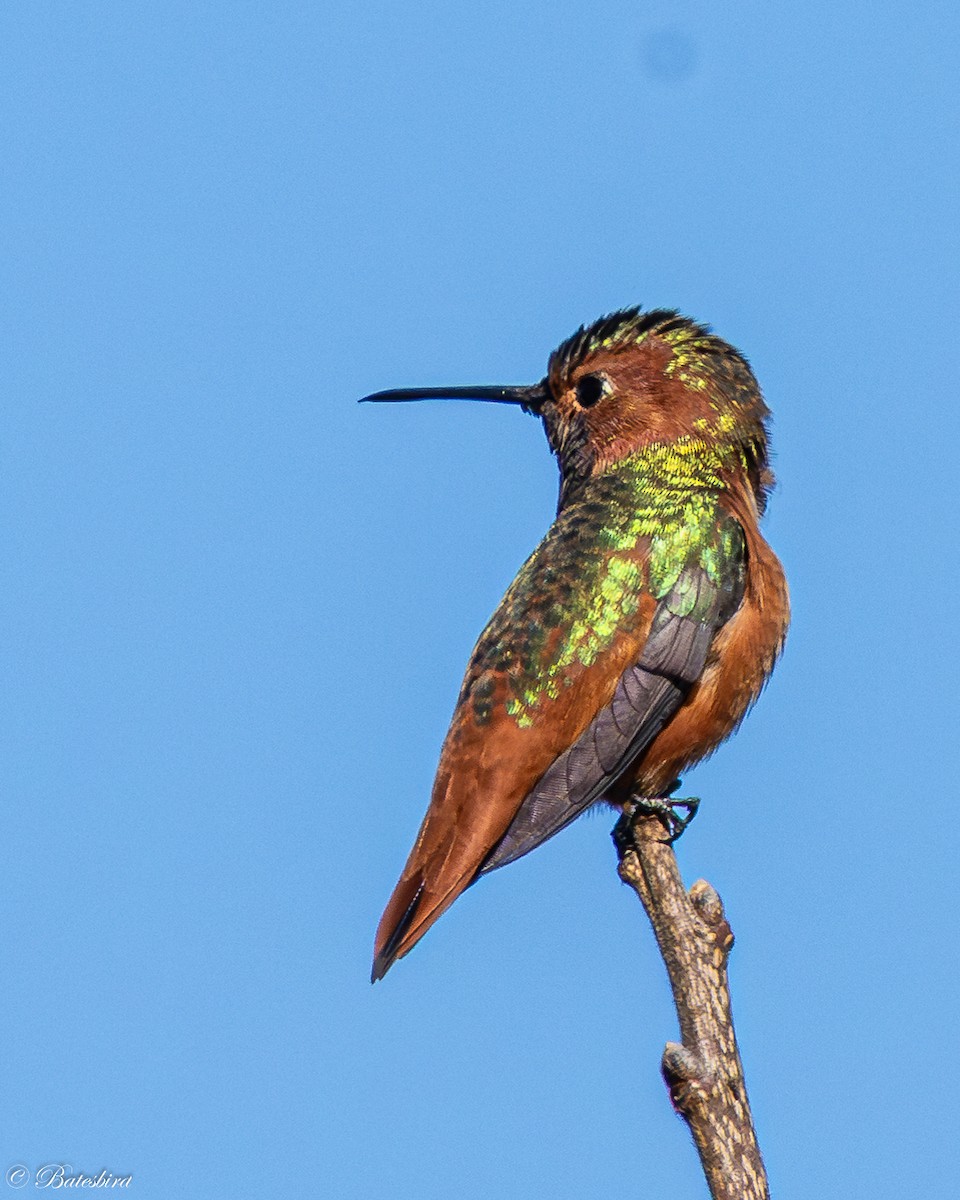 Allen's Hummingbird - ML647212878