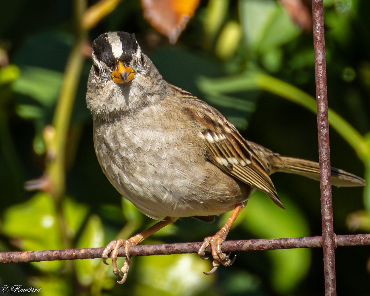 גיבתונית לבנת-כיפה - ML647212881