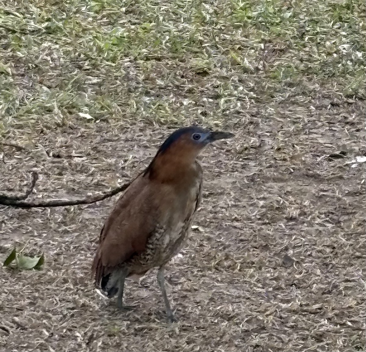 duskdverghegre - ML647212882