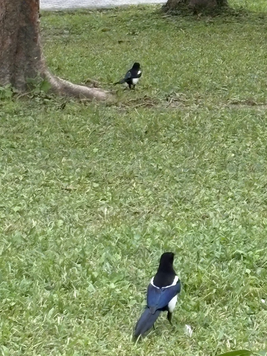 orientskjære - ML647212885