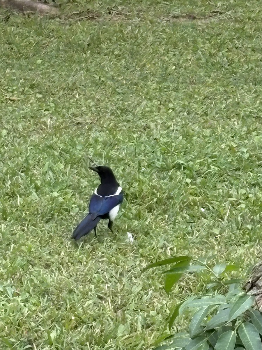 orientskjære - ML647212886