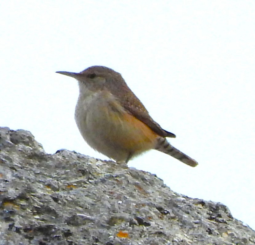 Rock Wren - ML647212890