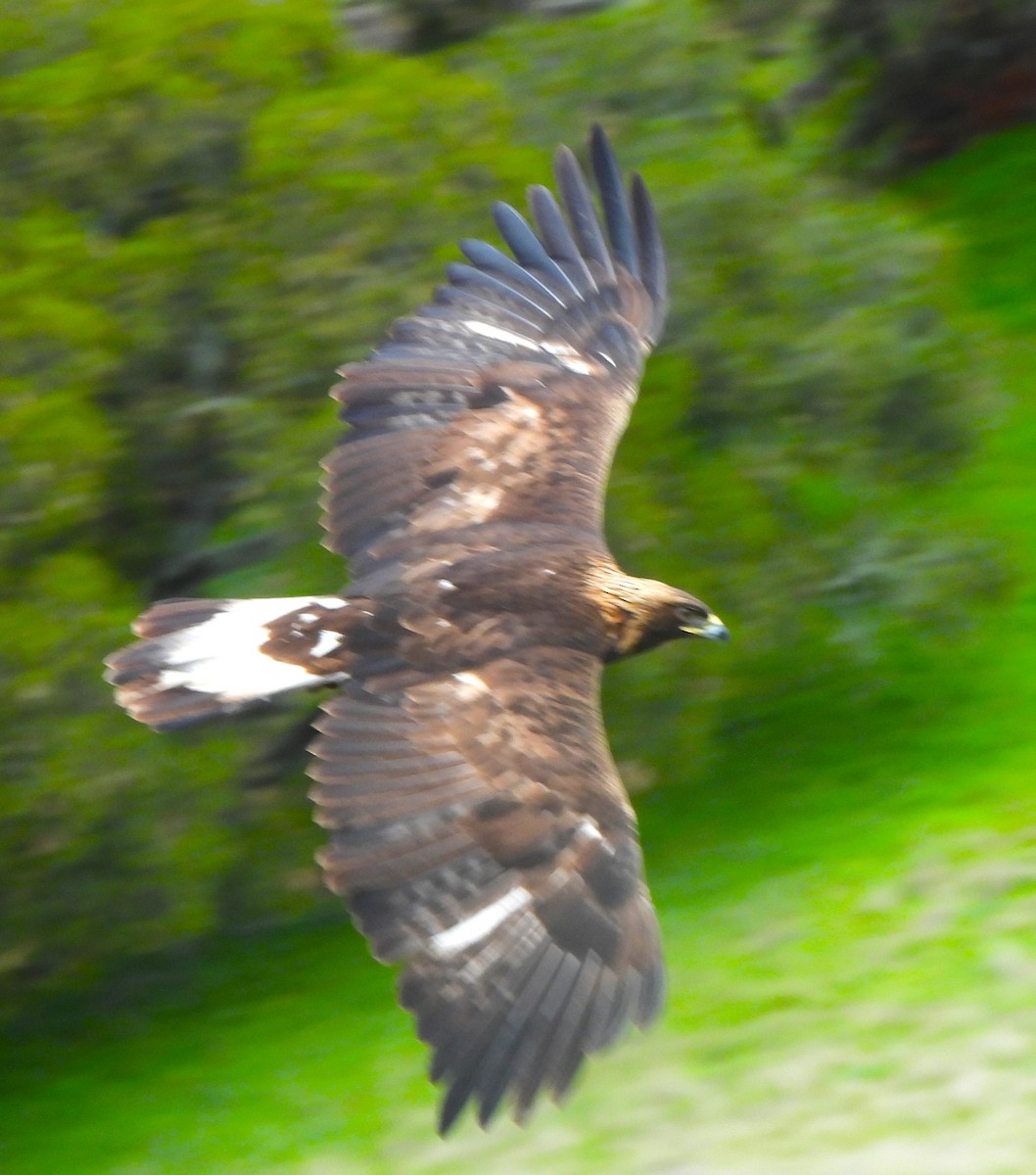 עיט זהוב - ML647212897