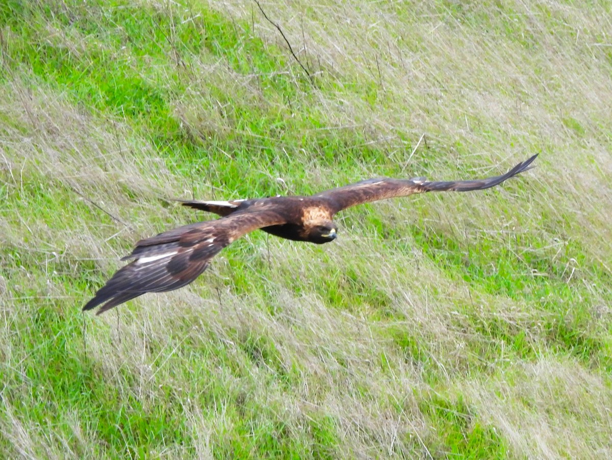 עיט זהוב - ML647212898