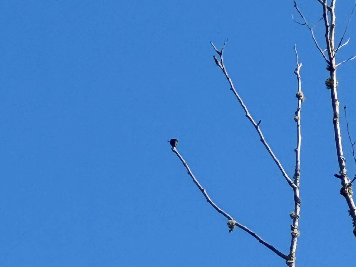 Anna's Hummingbird - ML647212899