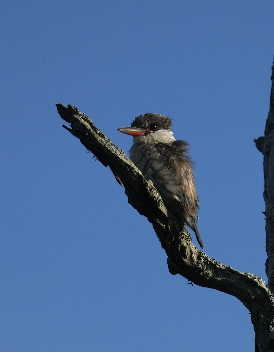 Striped Kingfisher - ML647212900