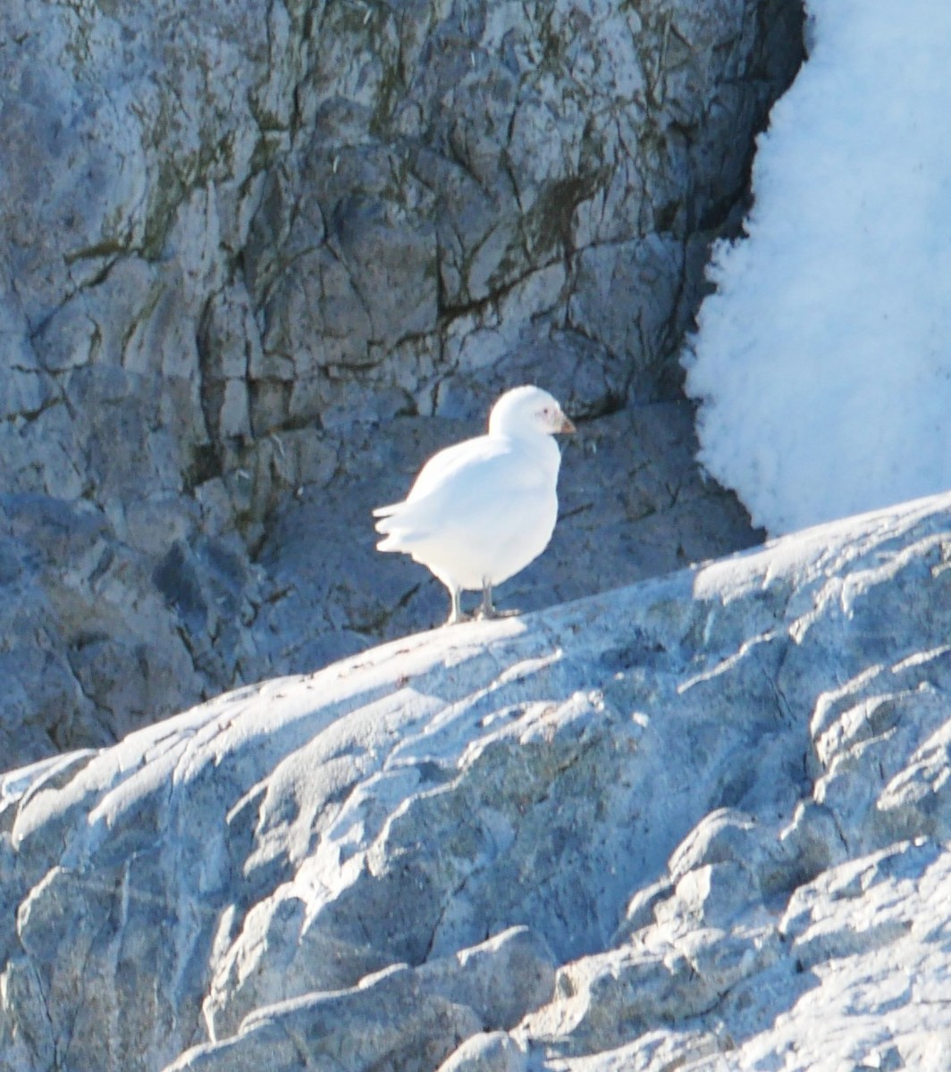 Snowy Sheathbill - ML647212901