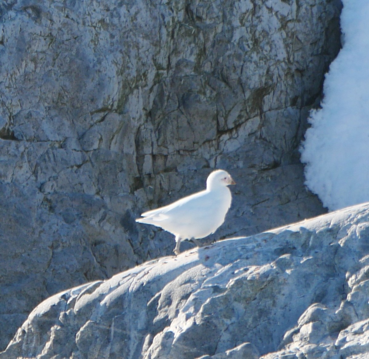 Snowy Sheathbill - ML647212903
