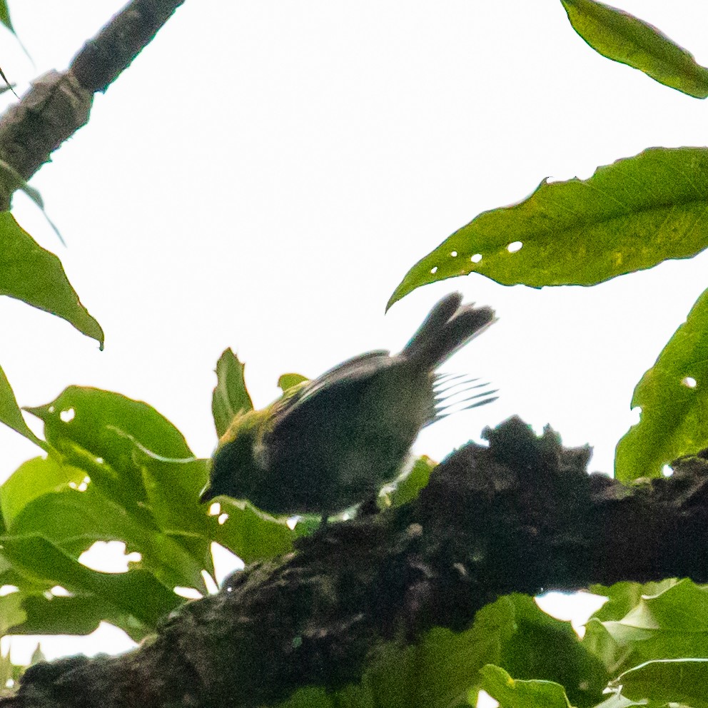 lesňáček zlatokřídlý - ML647212905