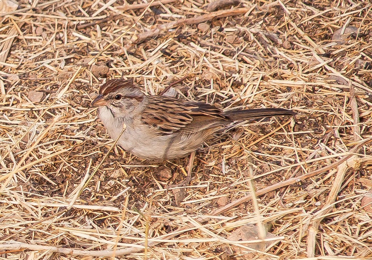 Rufous-winged Sparrow - ML647212908