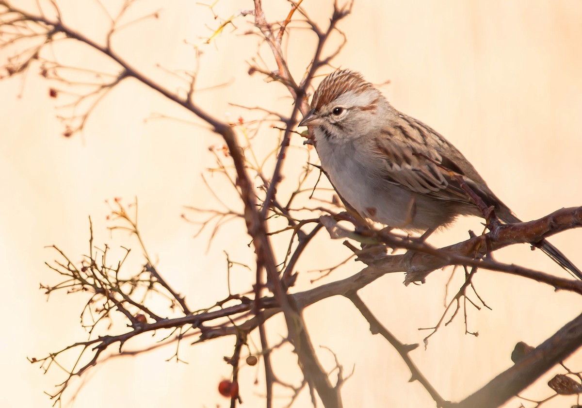 Rufous-winged Sparrow - ML647212909