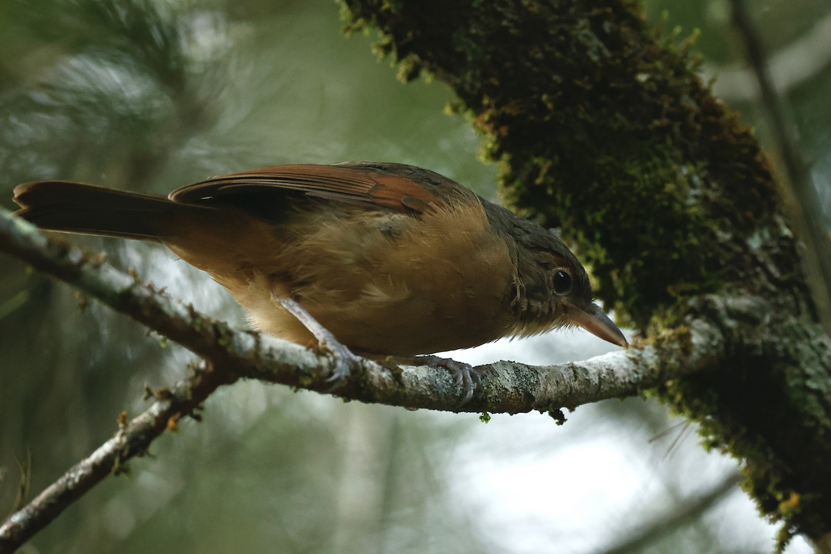 Little Shrikethrush (Rufous) - ML647212910