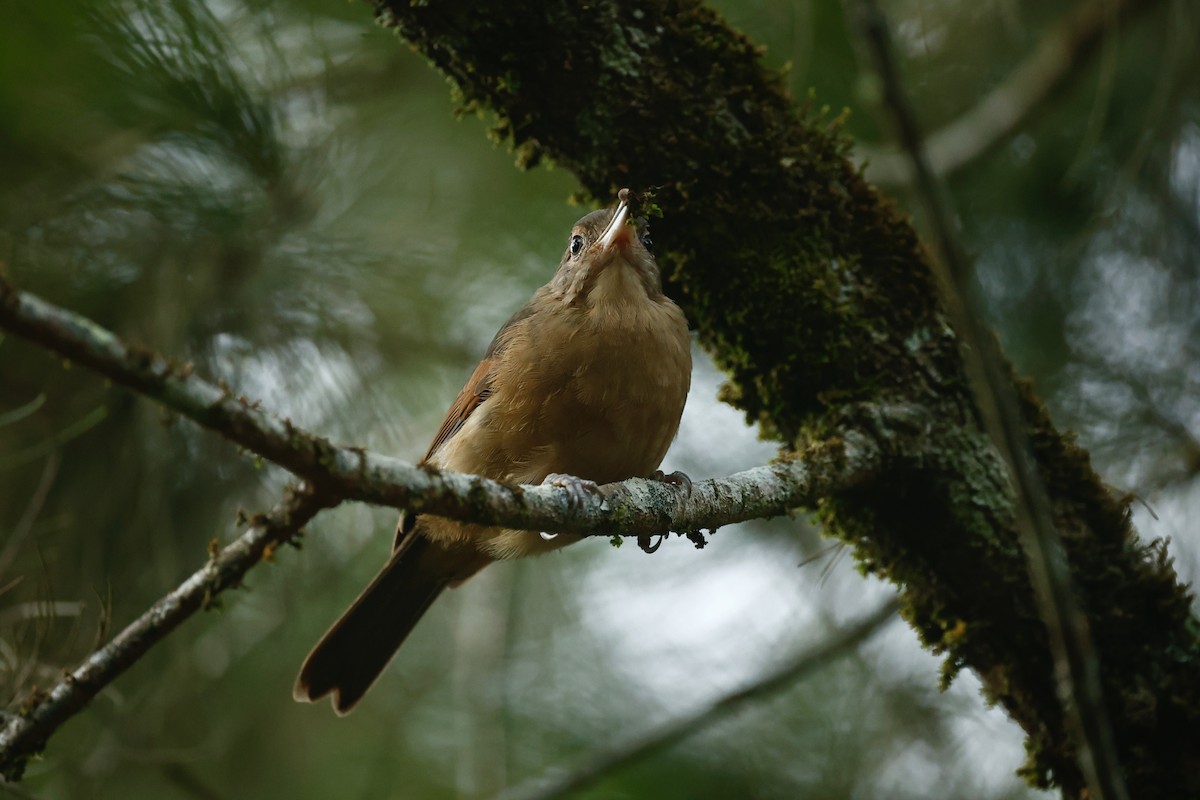 Little Shrikethrush (Rufous) - ML647212911