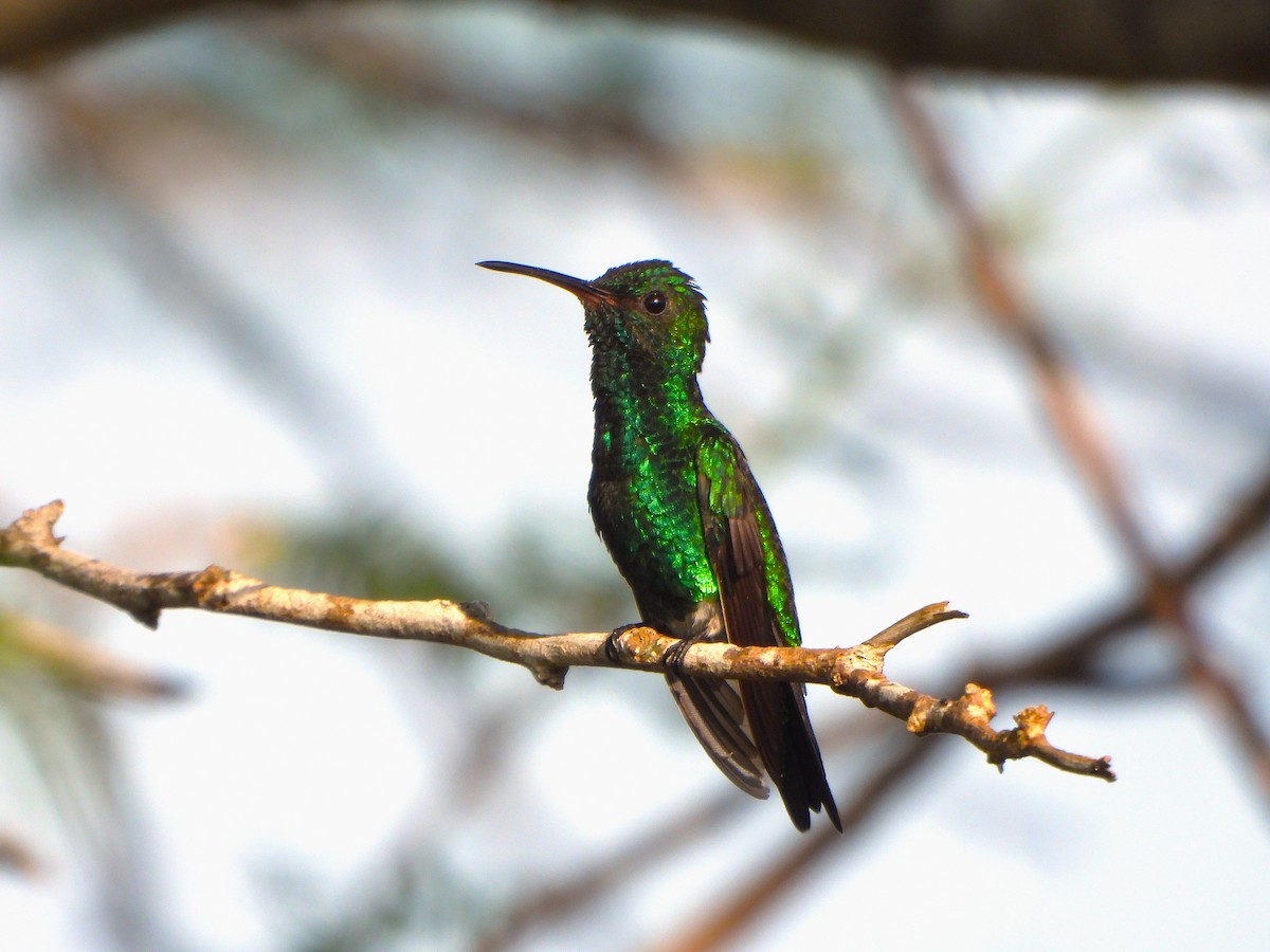 Red-billed Emerald - ML647212915