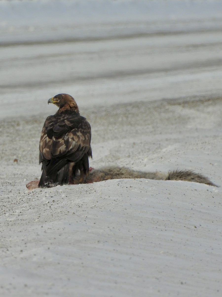 Aquila reale - ML647212917