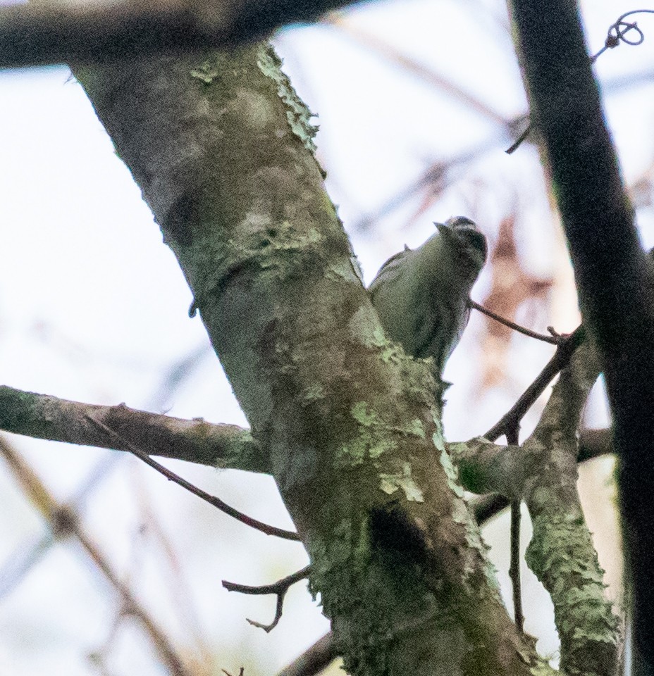 lesňáček černobílý - ML647212919