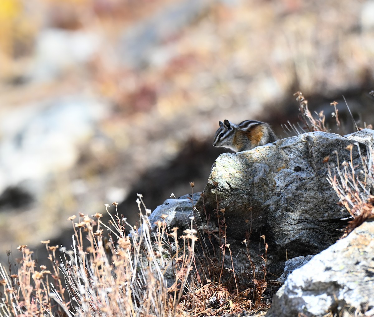 Colorado Chipmunk - ML647212923