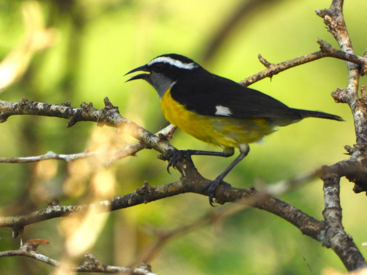 Sucrier à ventre jaune - ML647212924