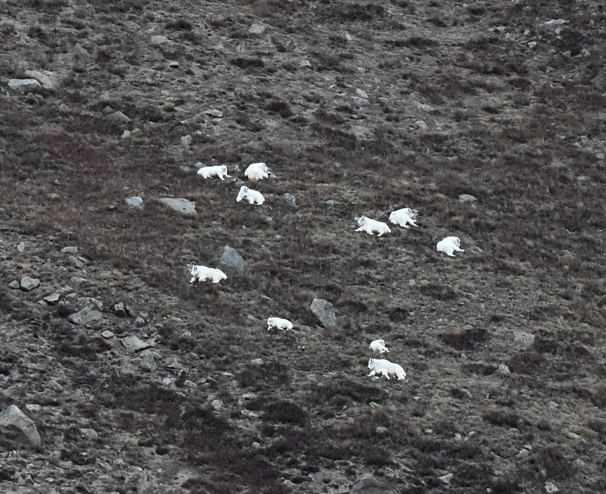 cabra de las Rocosas - ML647212926