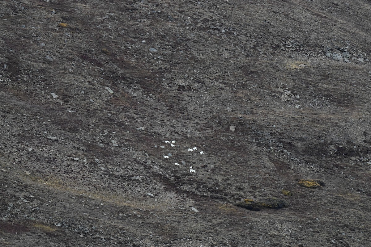 cabra de las Rocosas - ML647212932