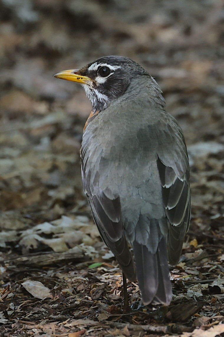 American Robin (migratorius Group) - ML647212946