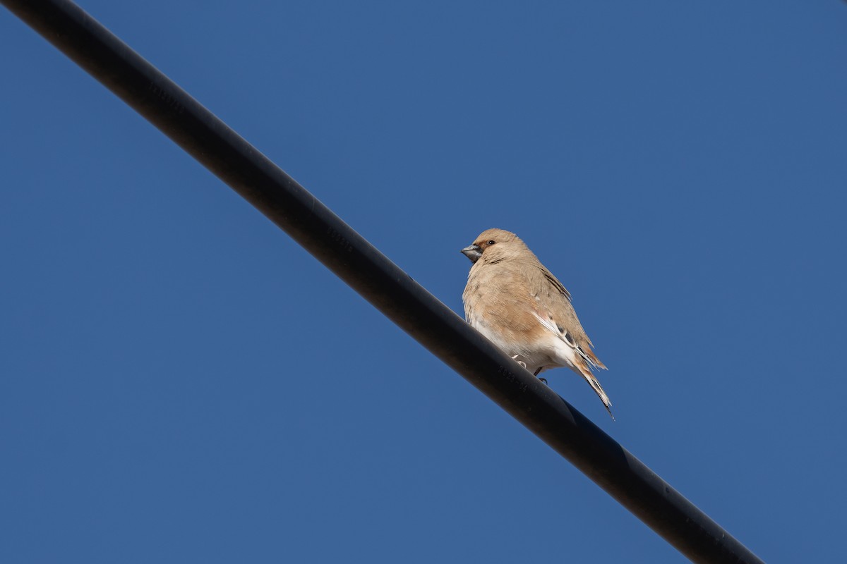Desert Finch - ML647212948