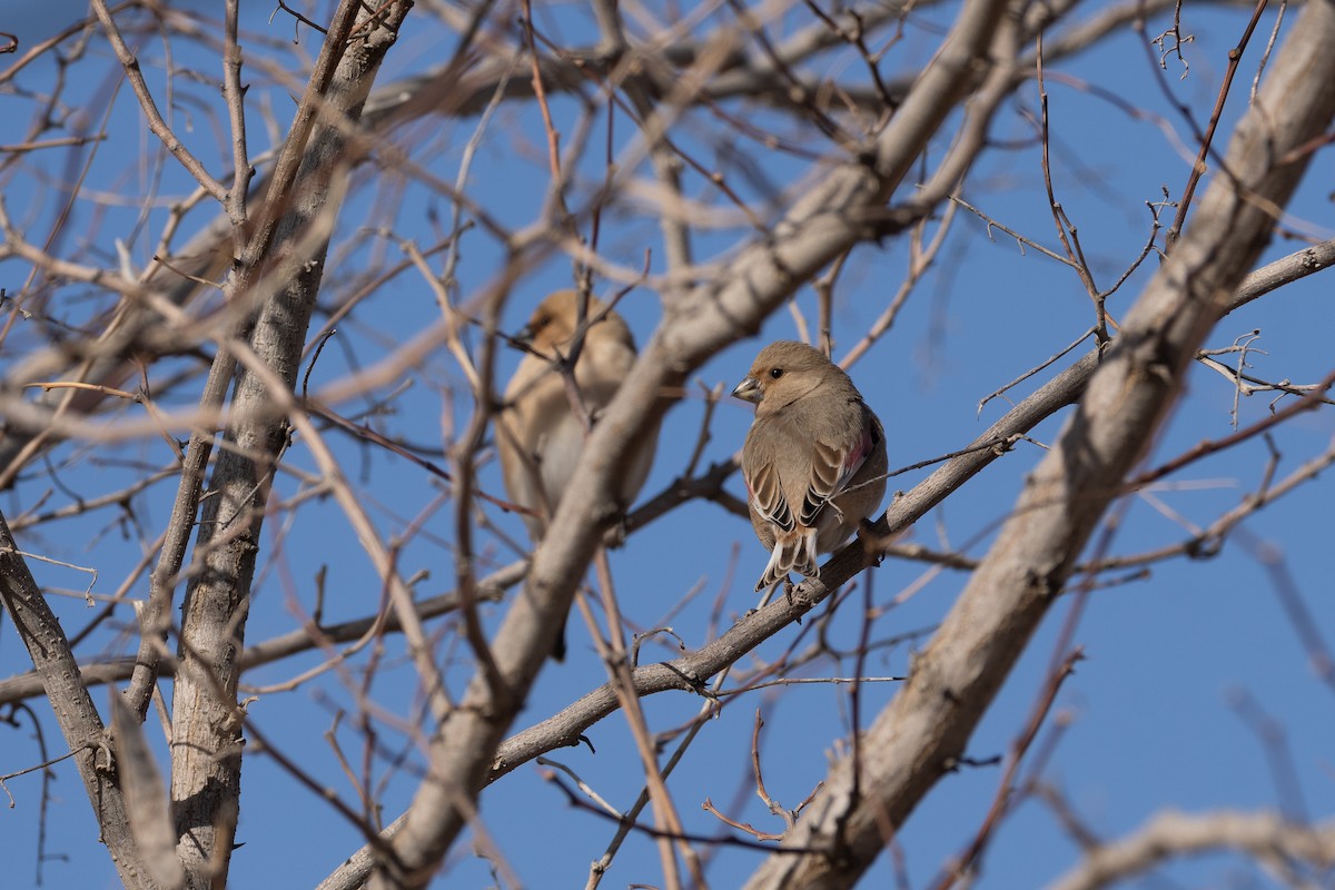 Desert Finch - ML647212949