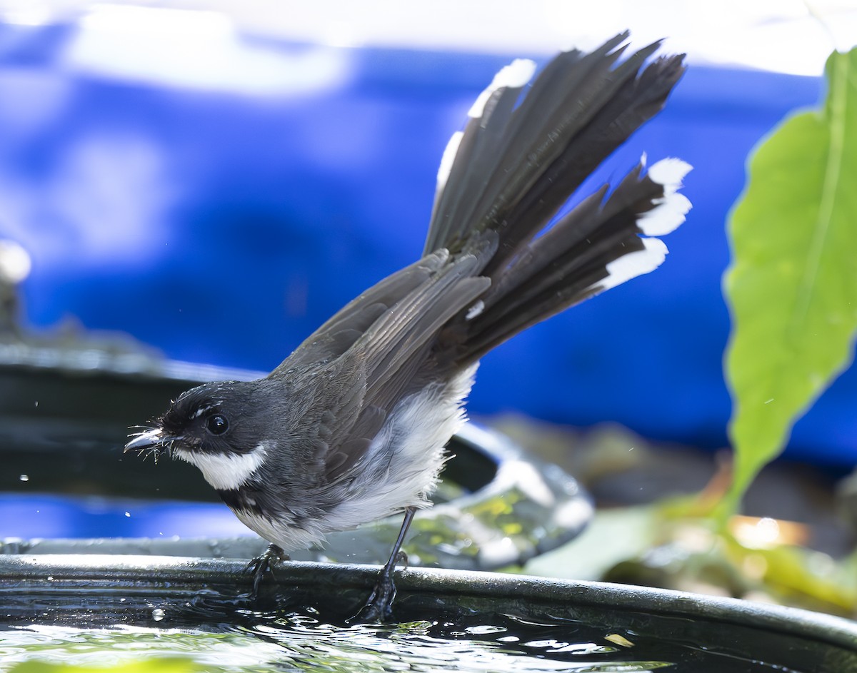 Büyük Boz Katmerkuyruk - ML647212951