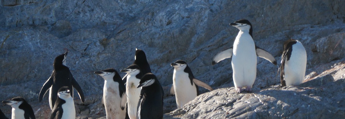 Chinstrap Penguin - ML647212964