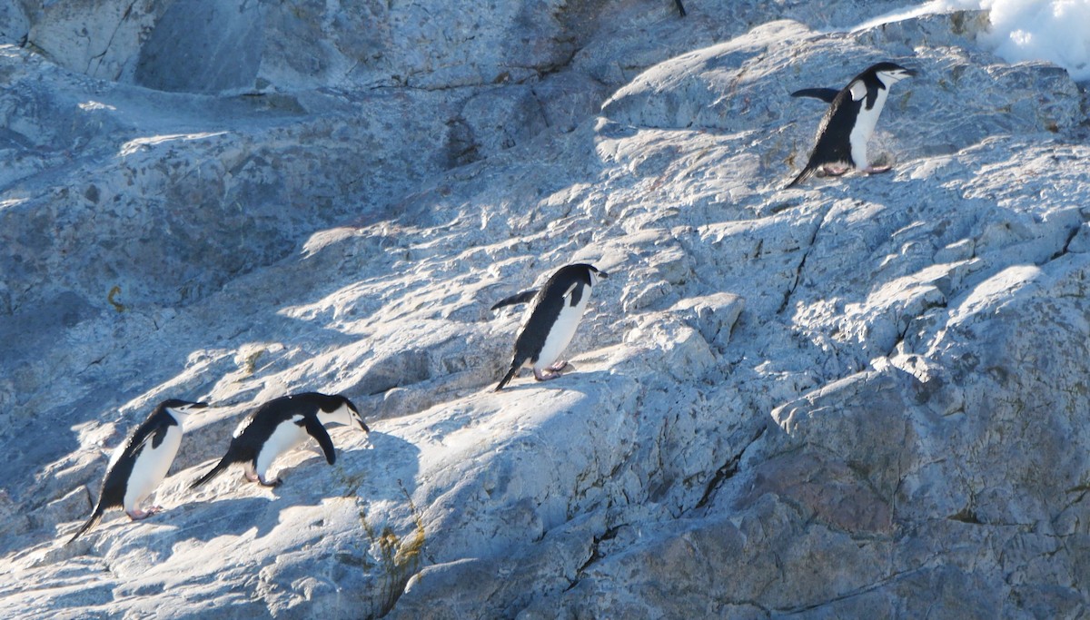 Chinstrap Penguin - ML647212965