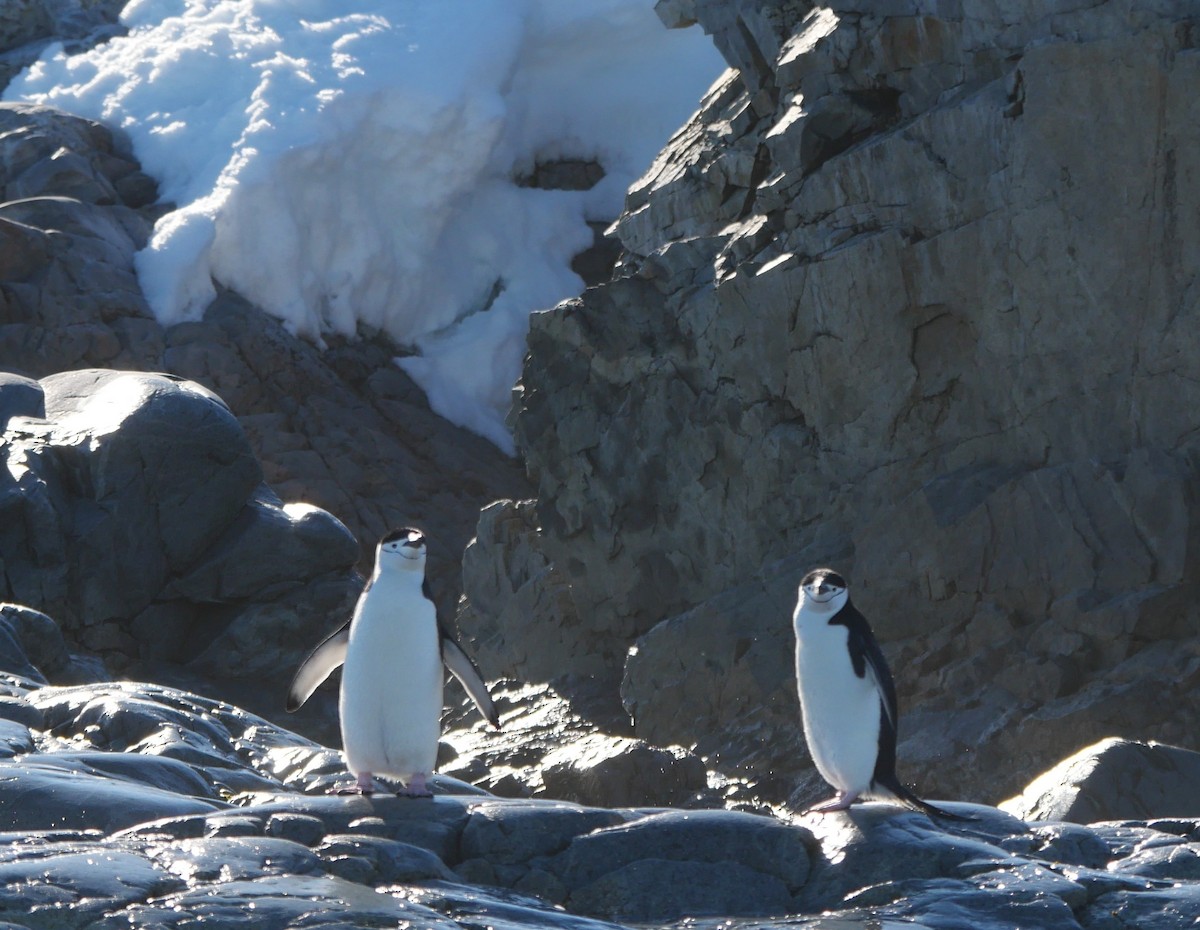 Chinstrap Penguin - ML647212967