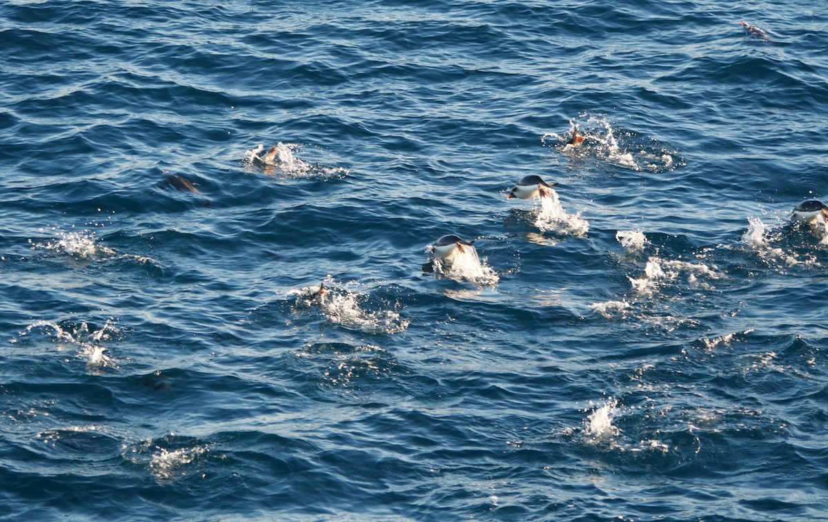 Chinstrap Penguin - ML647212971