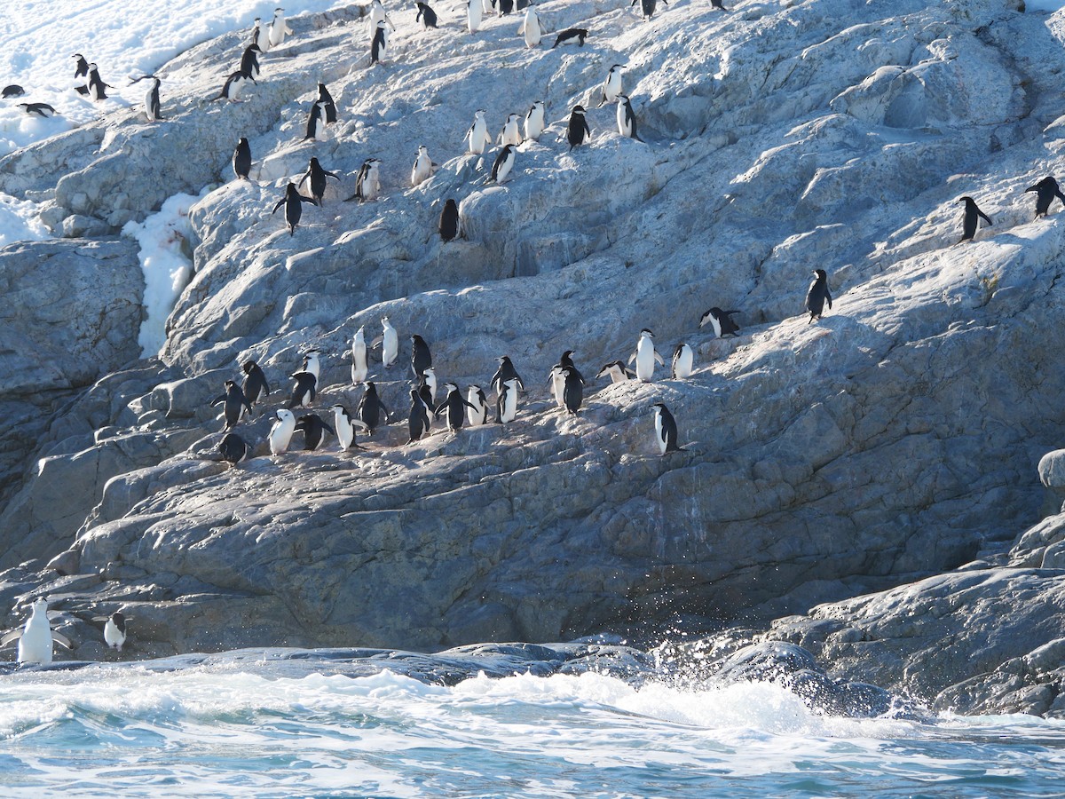 Chinstrap Penguin - ML647212972