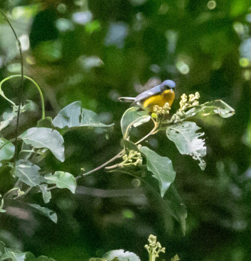 Tropical Parula (Middle American) - ML647212973