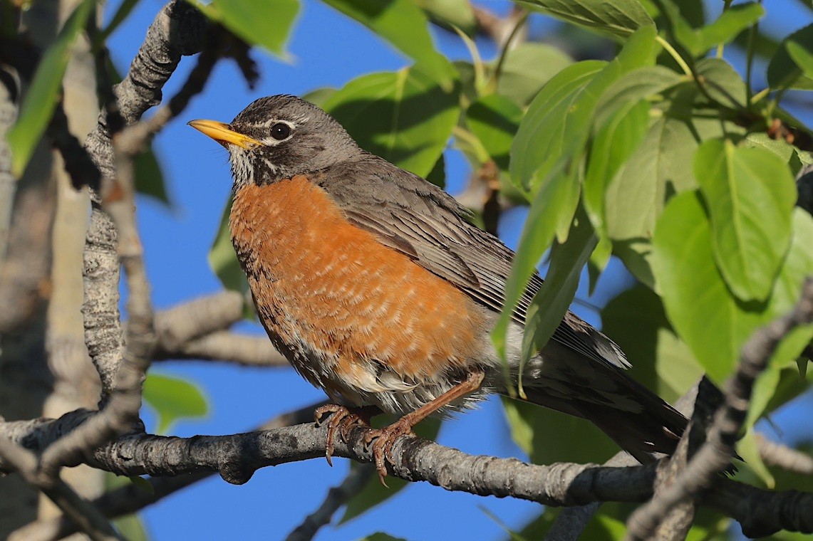 American Robin (migratorius Group) - ML647212978