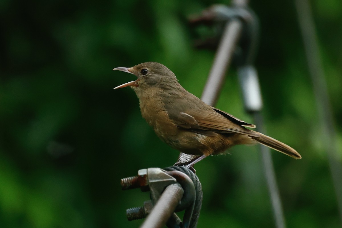 Little Shrikethrush (Rufous) - ML647212990